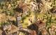 Anno 1404: Venedig (13)