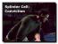 Splinter Cell Conviction (13)