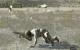 ArmA II - Operation Arrowhead (2)