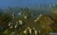 WoW Cataclysm Beta: Der Loch Modan, ein einstmals großer See, ist ab Cataclysm fast vollständig ausgetrocknet. Der Grund: Der Damm wurde verstört, alles floss ins nun überflutete Sumpfland.