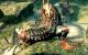 Lost Planet 2