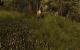Gothic 3: Tiere wie dieses Wildschwein sind gut modelliert.