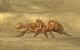 Fallout New Vegas (5)