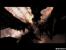64K-PC-Intro Chaos Theory von Conspiracy (2006)