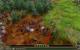 Vollversion in PCGH 08-2011: Elven Legacy Collection (inkl. DLC Mage, Siege & Ranger) im Wert von 13,99 Euro. (18)