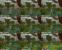 Ultima IX: Screenshots des aktuellen Mod-Stadiums von Forgotten World (36)