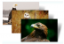 Gefährlich und zugleich majestätisch: Ein Windows Theme mit verschiedenen Raubvögeln. [url=http://windows.microsoft.com/de-DE/windows/downloads/birds-of-prey-theme ]Download[/url]

