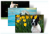 Der Hund im Vordergrund guckt wie Ihr neuer Desktop-Theme. Mit diesem "Hunde im Sommer"-Motiv gibt es noch zwei weitere Vierbeiner dazu. [url=http://windows.microsoft.com/de-DE/windows/downloads/dogs-summer-theme ]Download[/url]
