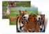 Schöne Tiere = Schöner Theme: Drei wechselnde Desktop-Hintergründe mit Tiger-Motiven.[url=http://windows.microsoft.com/de-DE/windows/downloads/tigers-theme ]Download[/url]
