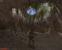 Gothic 2 (2002) + Die Nacht des Raben (2003): Crawler gilt es natürlich auch in Gothic 2 zu schnetzeln.