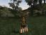 The Elders Scrolls als Technik-Historie: Morrowind