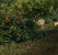 Crysis Warhead DX10: 4x Supersample-AA (Tahiti/HD 7970)