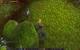 Impressionen aus der Beta von World of Warcraft - Mists of Pandaria mit 32xS-Kantenglättung und neuem SSAO (35)