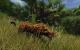 Risen 2: 1680x1050@1400x875 by BlackF0g
(14)