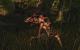 Risen 2: 1680x1050@1400x875 by BlackF0g
(15)