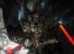 Unreal Engine 4 Elemental-Demo: Time of the Day 04
