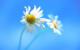 Windows 8: Final-Build trägt die Nummer 9200, finale Wallpapers geleakt