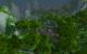 World of Warcraft: Mists of Pandaria - Der Jadewald (4)
