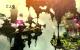  Trine 2 - Goblin Menace im Test: Fantastische Optik und tolle Rätsel (34)