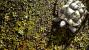 Crysis 1 by Tom Yum 72 (10)