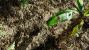 Crysis 1 by Tom Yum 72 (1)