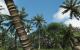 Crysis 1 (Bäume)