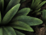 Tessellation