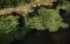Crysis 3 by BlackF0g (15)
