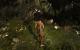 Tomb Raider: Die PC-Version im PCGH-Test - Kann die Grafik überzeugen? (7)