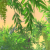 Vegetation mit 4x MSAA (Geforce)