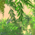 Vegetation mit 4x SGSSAA (Geforce)