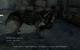 Call of Duty Ghosts: Fur Patch (4)