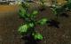 Skyrim maxed Graphics - HD-Gemüse