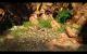 Risen 3 maxed und downsampled 21