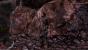 Mittelerde: Mordors Schatten - Medium (3)