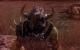 Mordors Schatten (53)