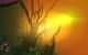 Raven's Cry Top: Surreales Intermezzo