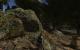 Gothic 2 (+ Die Nacht des Raben) goes Direct 3D 11 (41)