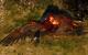 The Witcher 3: "Radeons für Hairworks ungeeignet", Kepler-Problem bekannt