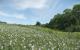 Kingdom Come: Deliverance - Screenshots aus der Tech Alpha 0.4 von Neogaf-Mitglied Denton (9)