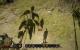 Risen 3 EE Schatten niedrig