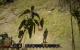 Risen 3 EE Schatten Ultra