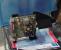Radeon R9 Nano macht's möglich: Ein kleines Casecon-Kraftpaket entsteht (39)