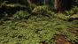 Ein DICE-Entwickler hat eine Waldlandschaft in der Unreal Engine 4 erstellt. (5)