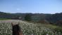 Kingdom Come: Deliverance Beta (23)