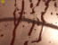Doom Shadows Nightmare