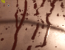 Doom Shadows Ultra