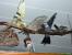 Bild 079 (Name nicht bekannt)