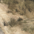 GTA 5 Gras SEHR HOCH 4 MSAA cr