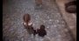 A Plague Tale: Innocence – Bildhübsches "Märchen Noir" im Techniktest (Bilder: 4.096 × 2.160 Pixel, maximale Details, downsampled) (36)